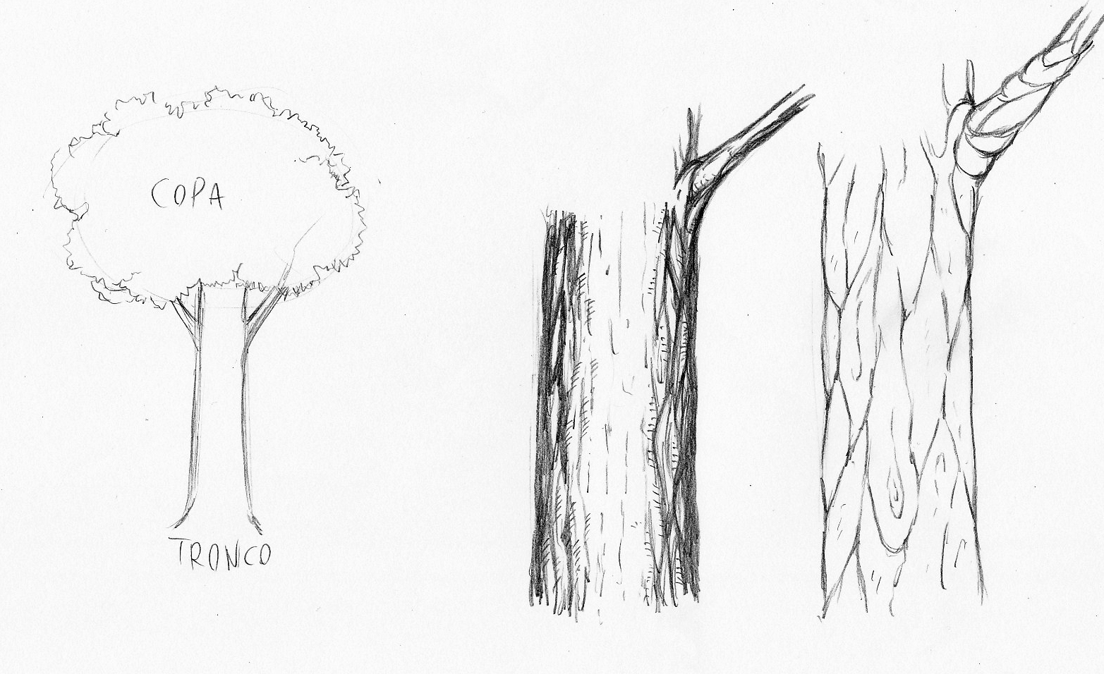 Como desenhar árvores 